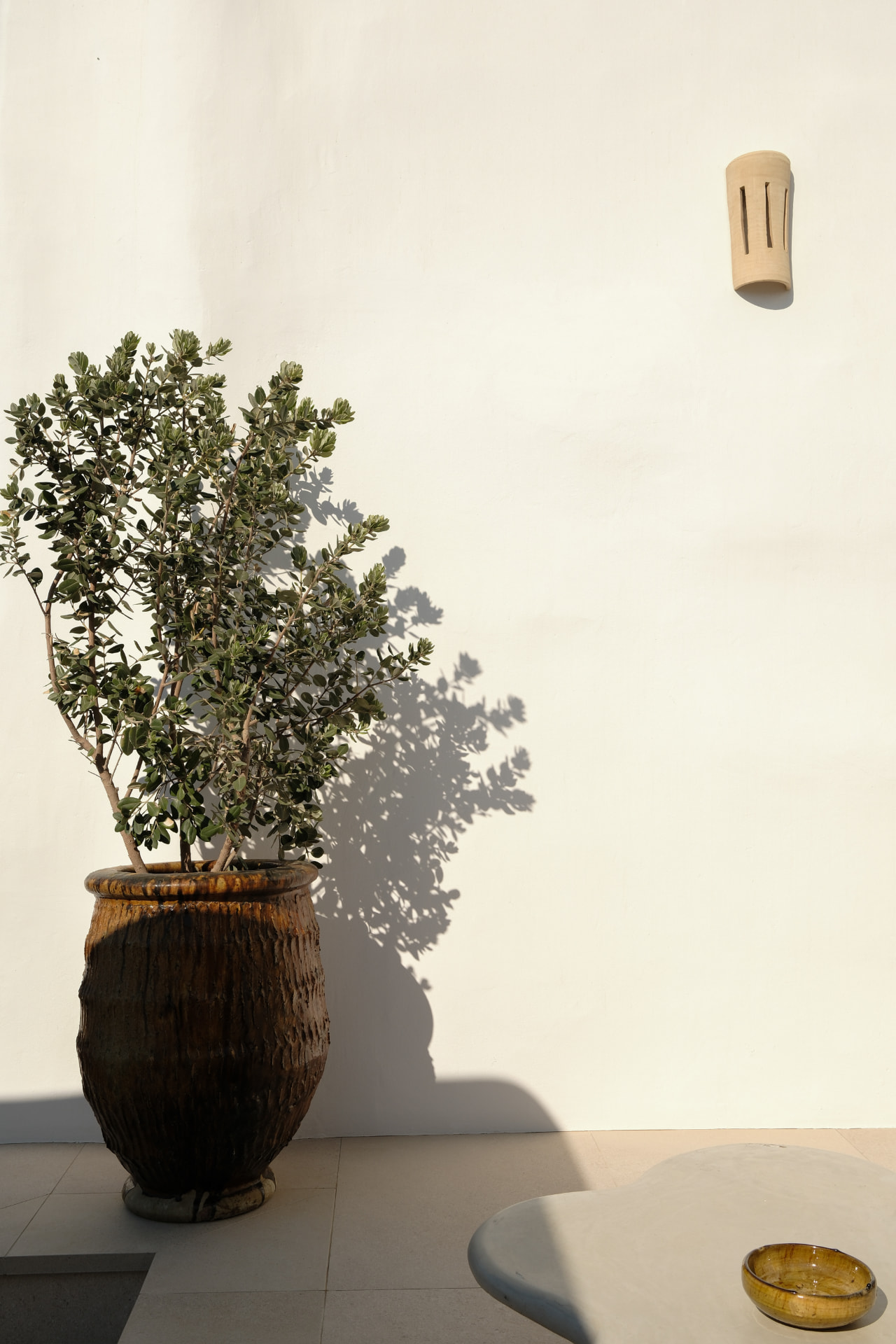 A leafy plant in a dark ceramic pot casting a sharp shadow against a white wall in bright sunlight