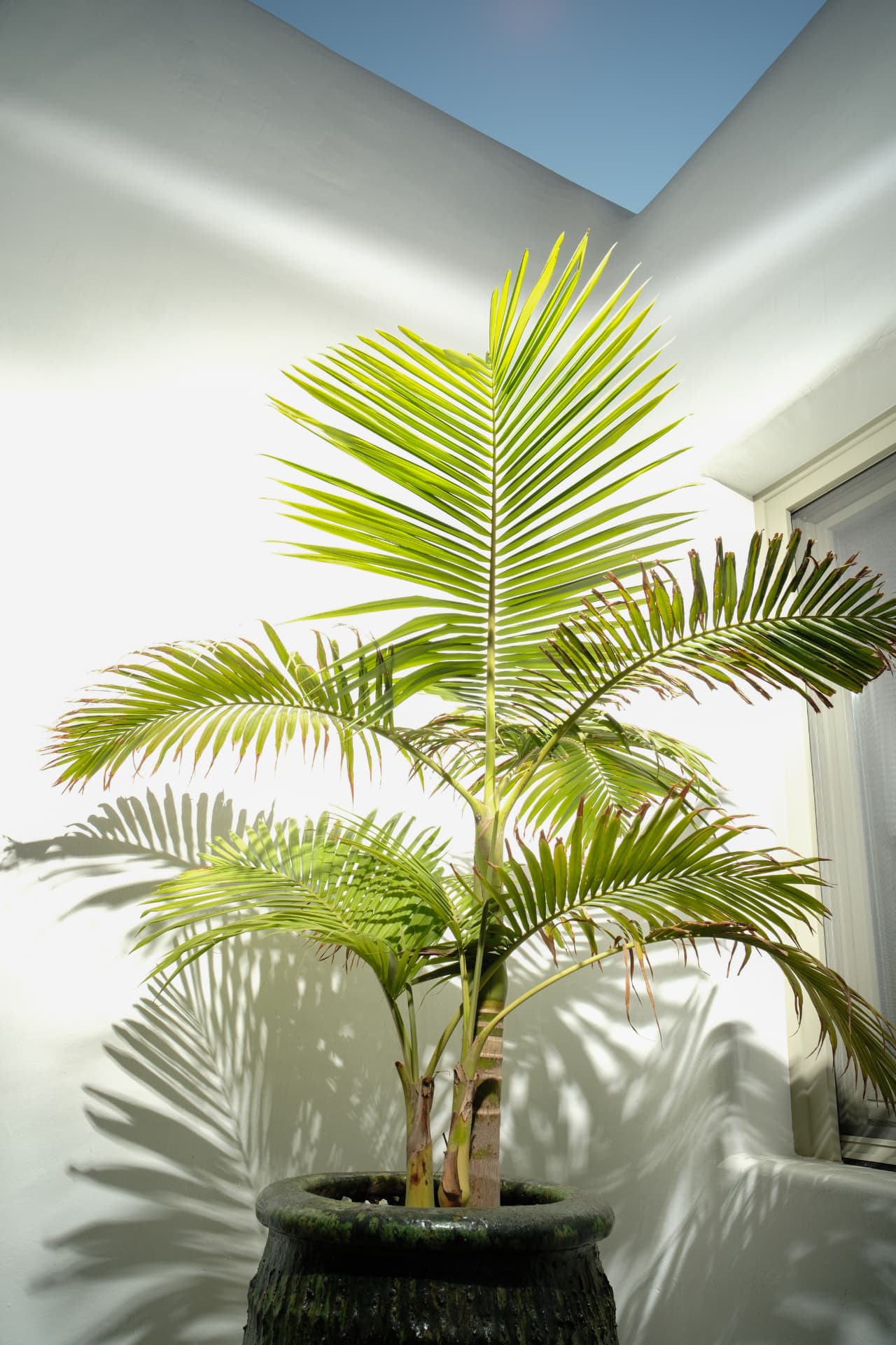 A potted palm in a dark textured pot casting sharp graphic shadows against white Cycladic walls under a clear blue sky