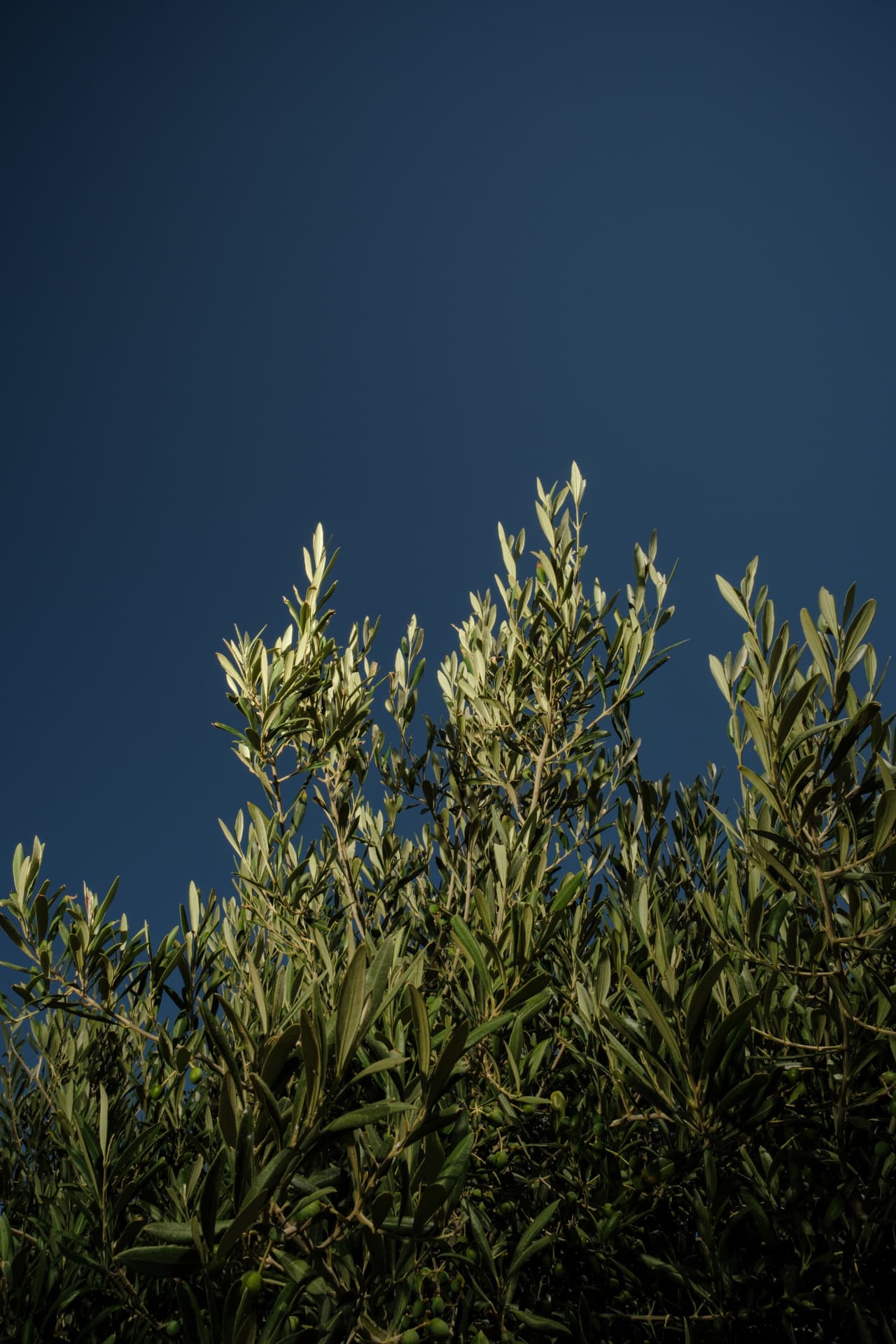 Low-angle view of silvery-green olive branches and small unripe olives against a deep blue sky