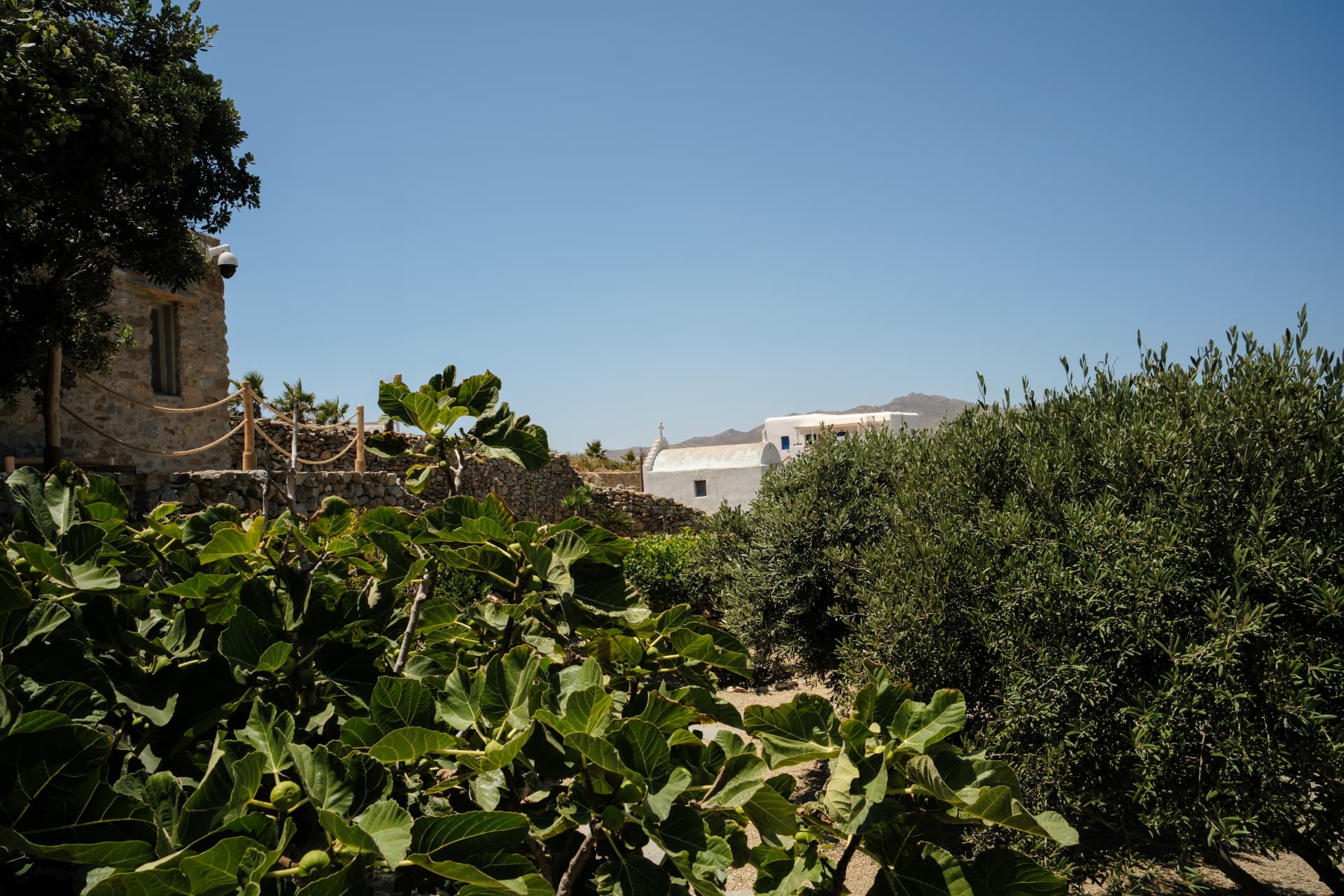 Large fig leaves in the foreground framing a white-domed Cycladic chapel and stone architecture through the garden foliage