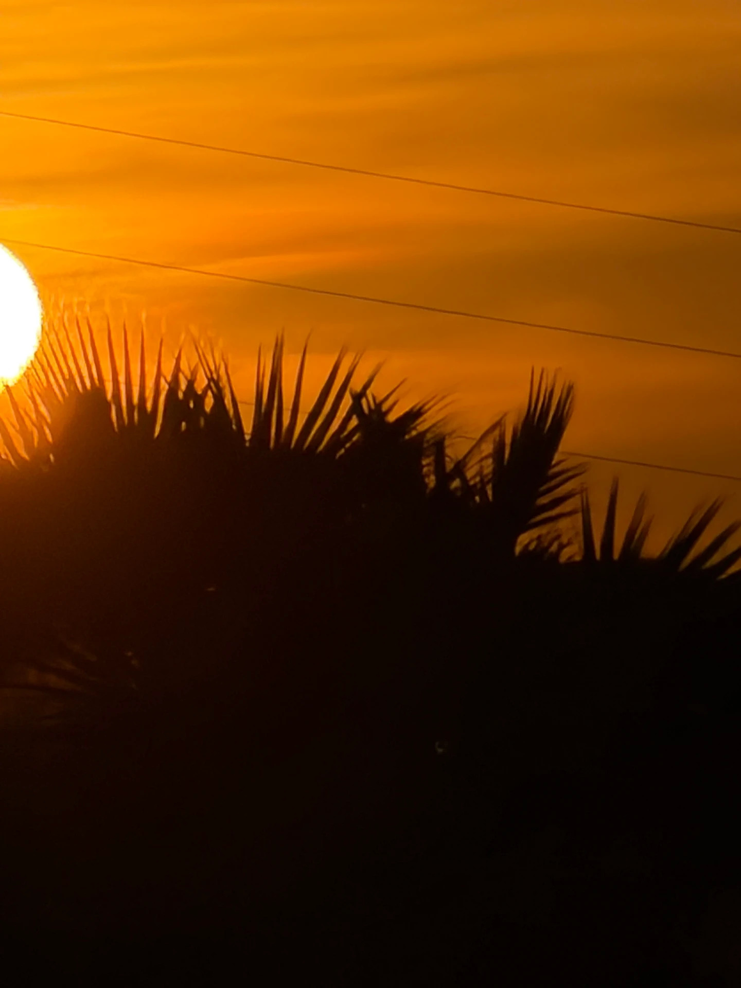 The silhouette of palm fronds against a vibrant orange sunset sky at Villa Storia