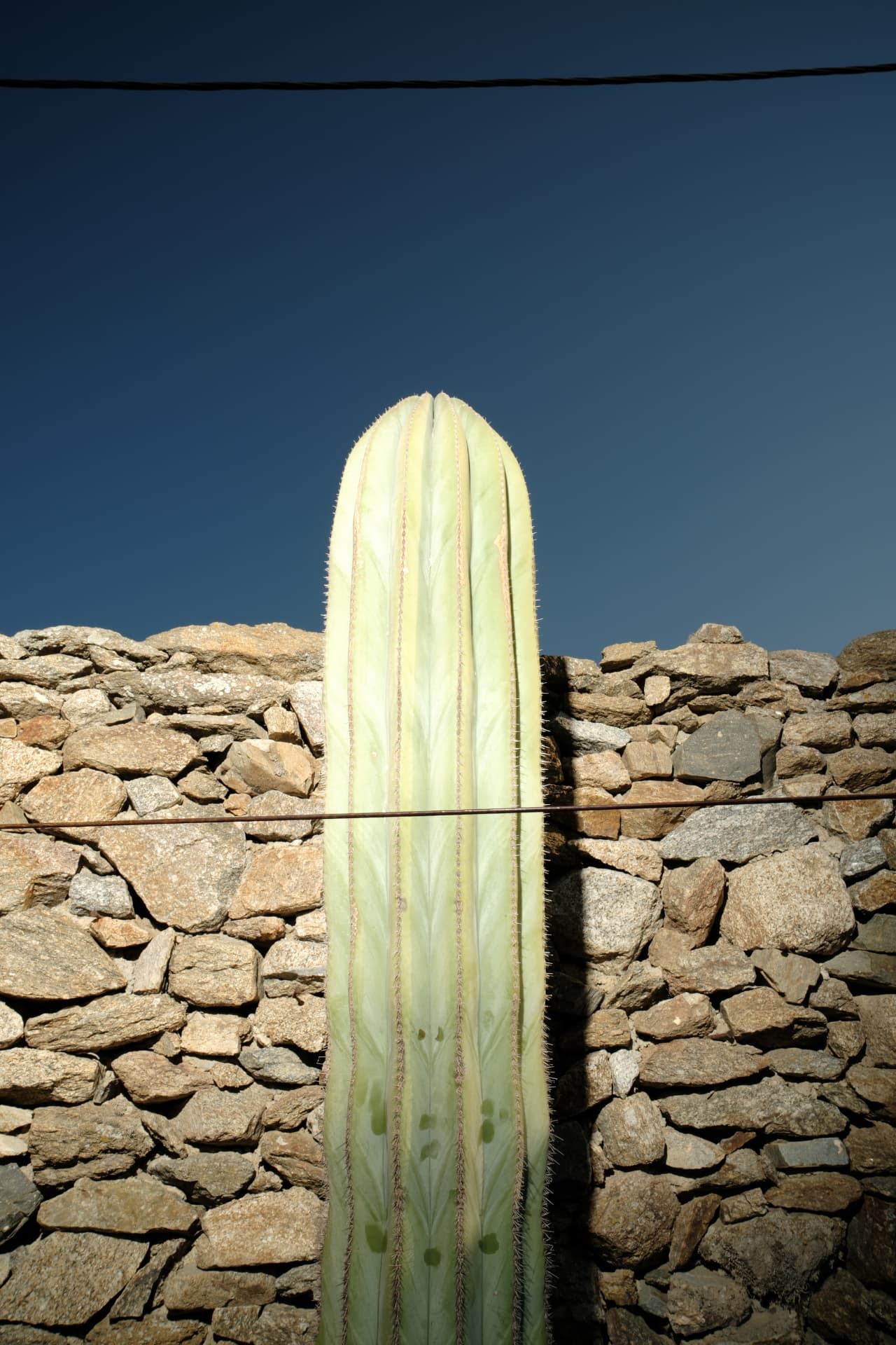 Close-up of a vertically ribbed pale green cactus against a dry-stack stone wall under a deep blue sky